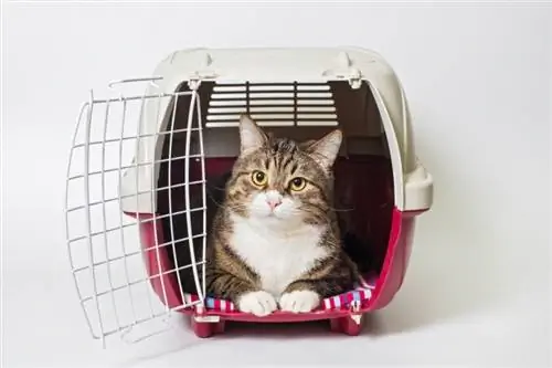 10 melhores transportadoras de gatos para gatos grandes – 2023 avaliações & principais escolhas