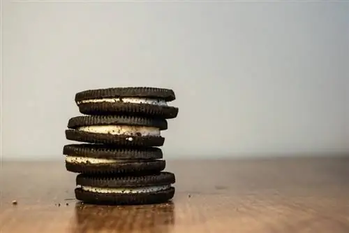 I gatti possono mangiare gli Oreo? Cosa hai bisogno di sapere