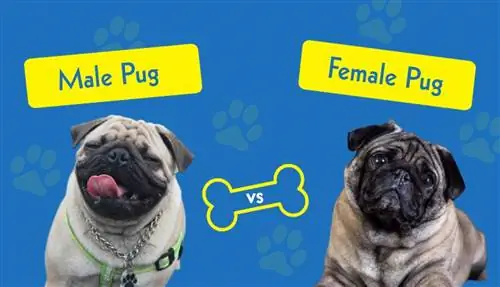 Pugs Macho x Fêmea: Principais Diferenças (Com Imagens)