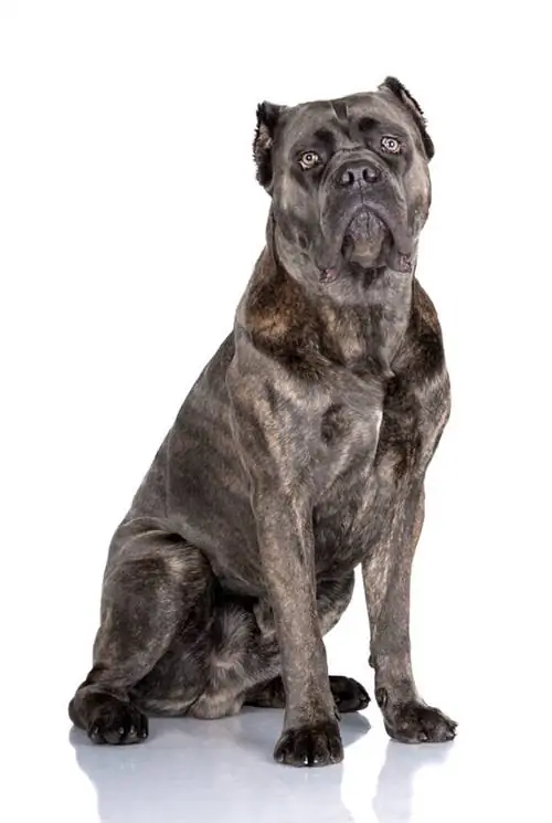 blå brindle cane corso