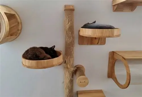 pared para gatos con árboles para gatos