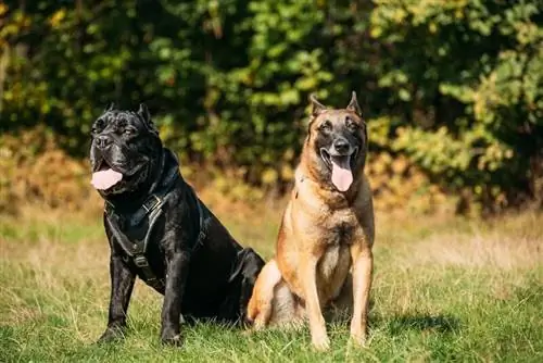 آیا مالینوی بلژیکی Cane Corso وجود دارد؟ کمیاب & خصوصیات توضیح داده شده