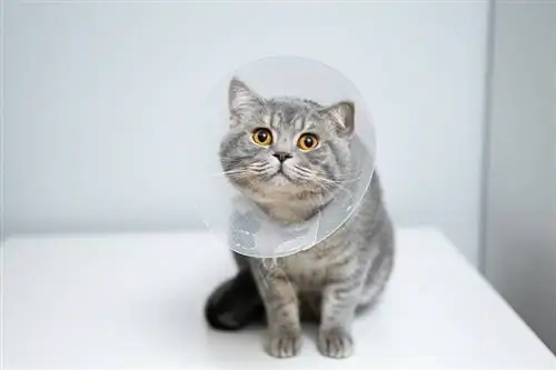 Ang scottish cat na may plastic cone sa ulo ay nagpapagaling pagkatapos ng operasyon