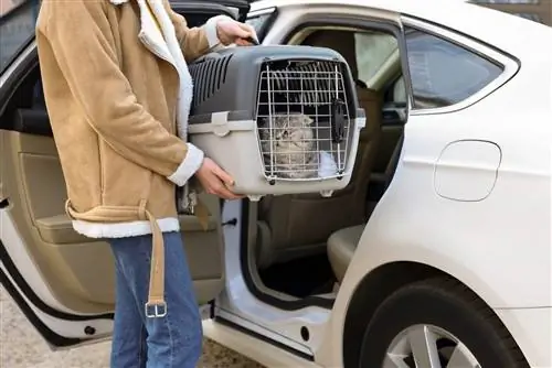 7 melhores transportadoras de gatos para viagens de carro – 2023 avaliações e principais escolhas