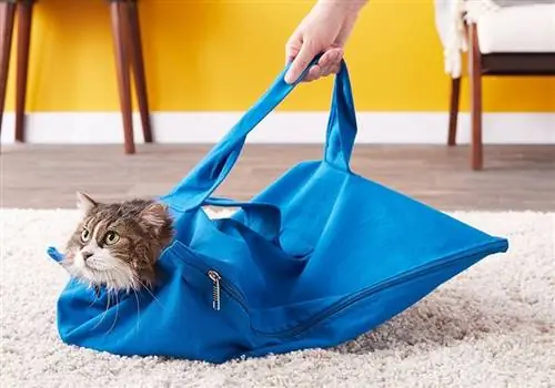 10 mejores transportadores de gatos para gatos nerviosos – Reseñas de 2023 & Mejores selecciones