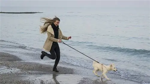 Hund und Dame am Strand