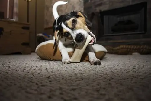 cane con trattamento nylabone