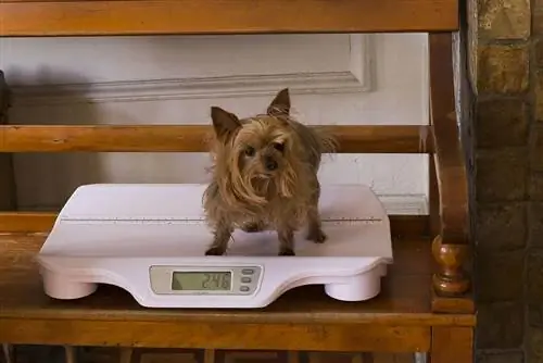 yorkshire terrier sur une balance