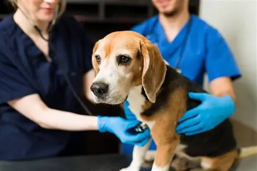 Cane Beagle dal veterinario