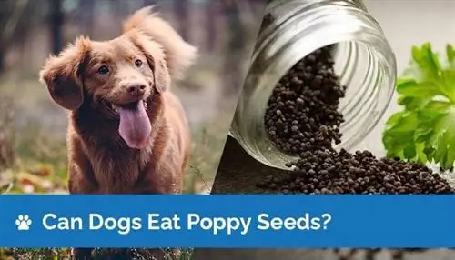 Bisakah Anjing Makan Biji Poppy? Apakah Biji Poppy Aman untuk Anjing?