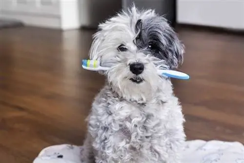 come fare un dentifricio per cani fatto in casa