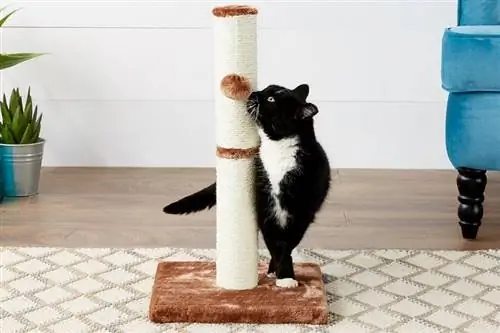 Frisco 21-in Sisal Cat Scratching Post