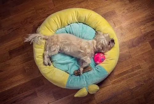 Round Dog Bed_shutterstock_rad fx