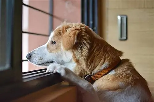 câine care așteaptă pe fereastră