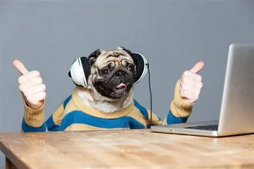 Mbwa wa kuchekesha wa pug na mikono ya mtu aliyevaa sweta yenye mistari katika headphones_dean drobot_shutterstock