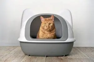 10 Pinakamahusay na Cat Litter Box – 2023 Mga Review & Mga Nangungunang Pinili