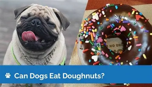 Kunnen honden donuts eten? Zijn donuts veilig voor honden?