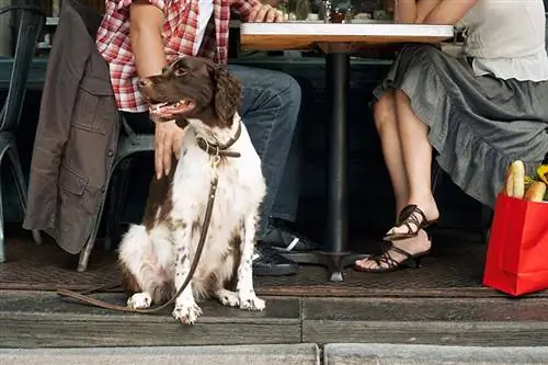 Pasangan duduk dengan anjing di restoran