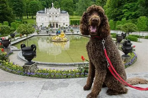 Anjing di Istana Eropah Jerman