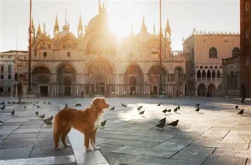 Majina ya mbwa wa Kiitaliano Venice