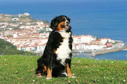 Anjing di Negara Basque, Sepanyol