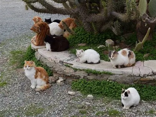 ¿Cómo se llama un grupo de gatos?