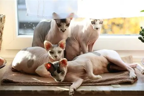 mga sphynx na pusa