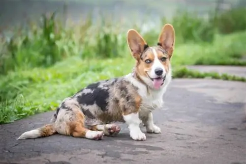 Αμερικανικό Corgi