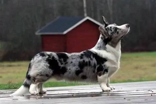 merle Cardigan Walliese Corgi