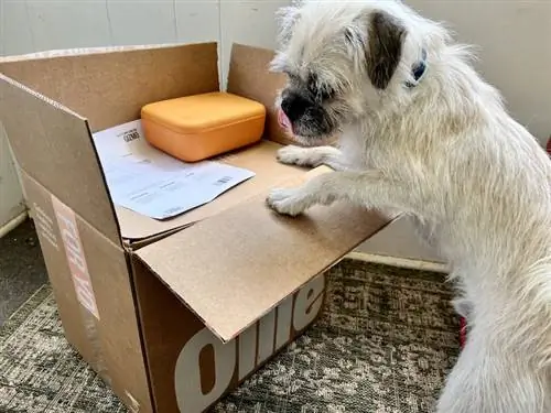 soffice cane bianco che si lecca le labbra sulla scatola di cibo per cani Ollie