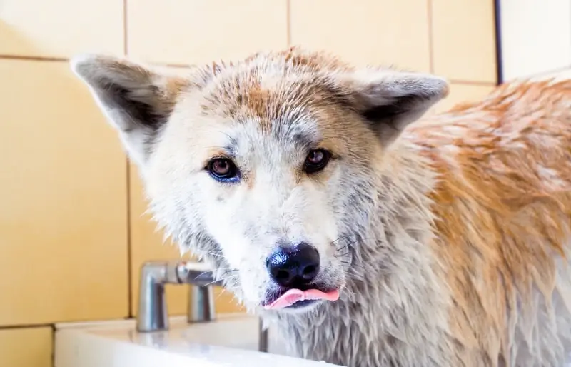 Mening itim lablarini urishda davom etadi: veterinar tomonidan ko'rib chiqilgan 9 ta sabab