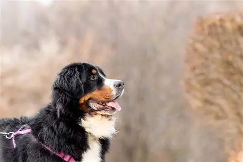 Anjing gunung Bernese di musim dingin dengan baju zirah