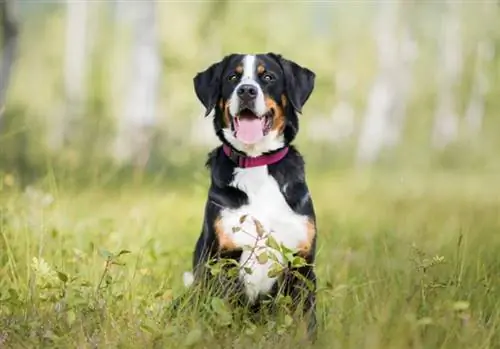 mbwa wa mlima wa bernese mwenye kola ameketi kwenye nyasi ndefu