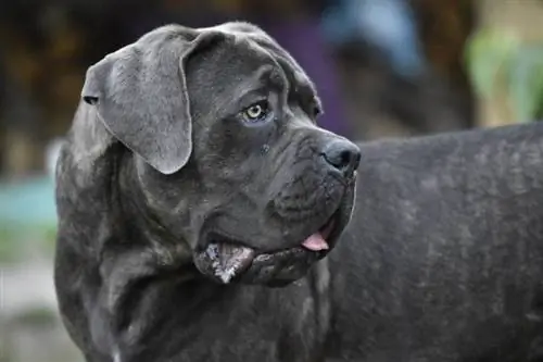 cão cane corso olhando para o lado