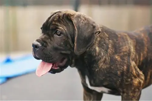 Brindle Cane Corso kucēns, kas uzturas uz batuta