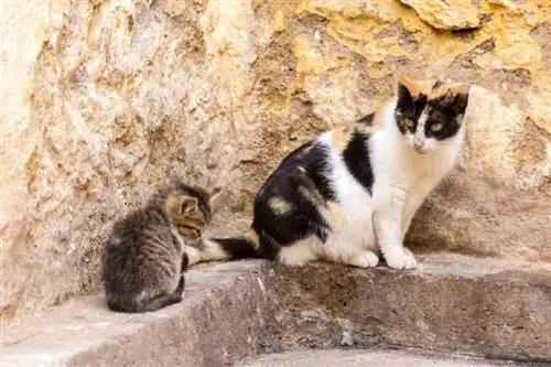 Como saber se uma mãe gata abandonou seus gatinhos em 6 etapas