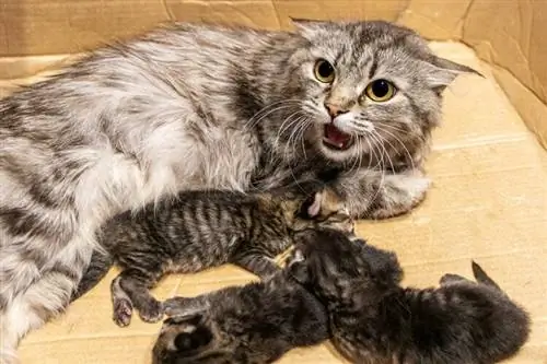 mère agressive avec des chatons