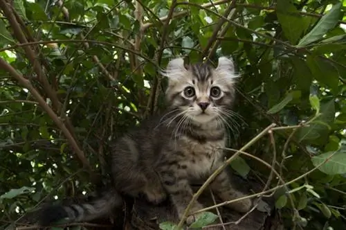 Gattino di gatto ricciolo americano