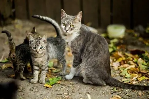 mère chat et ses chatons en plein air