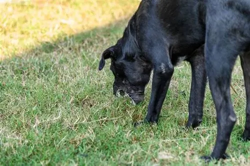 un perro negro vomitando afuera