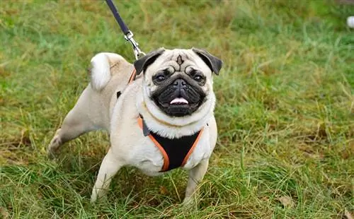 pug juu ya leash kutembea kwenye nyasi