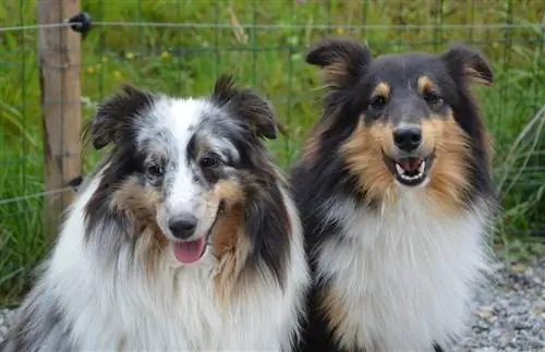 dalawang merle shetland dogs