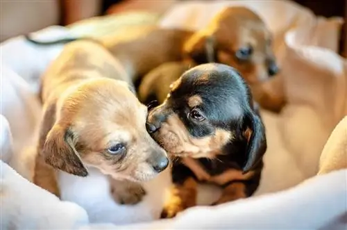 filhotes de dachshund