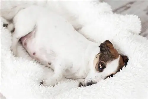 een zwangere Jack Russell in bed