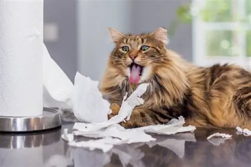 gato jugando con papel toalla