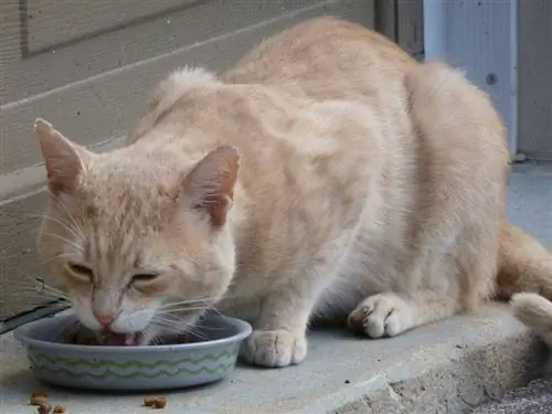 gato comiendo al aire libre