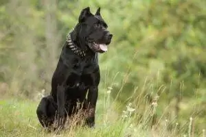 cane corso που κάθεται στο γρασίδι