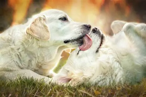 vennlig hund slikker andre hunds ansikt