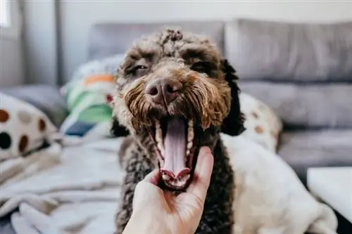 brun spansk hund som åpner den store munnen