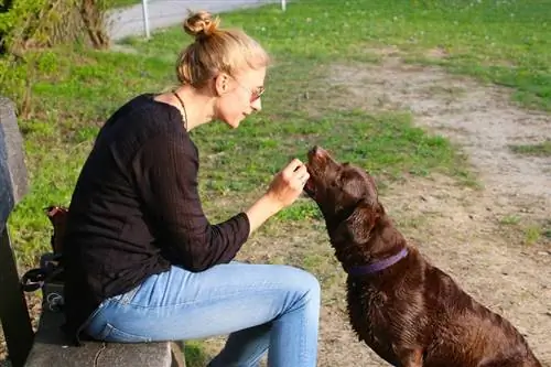 Los labios de mi perro se están poniendo rosados: consejos revisados por veterinarios & Recomendaciones